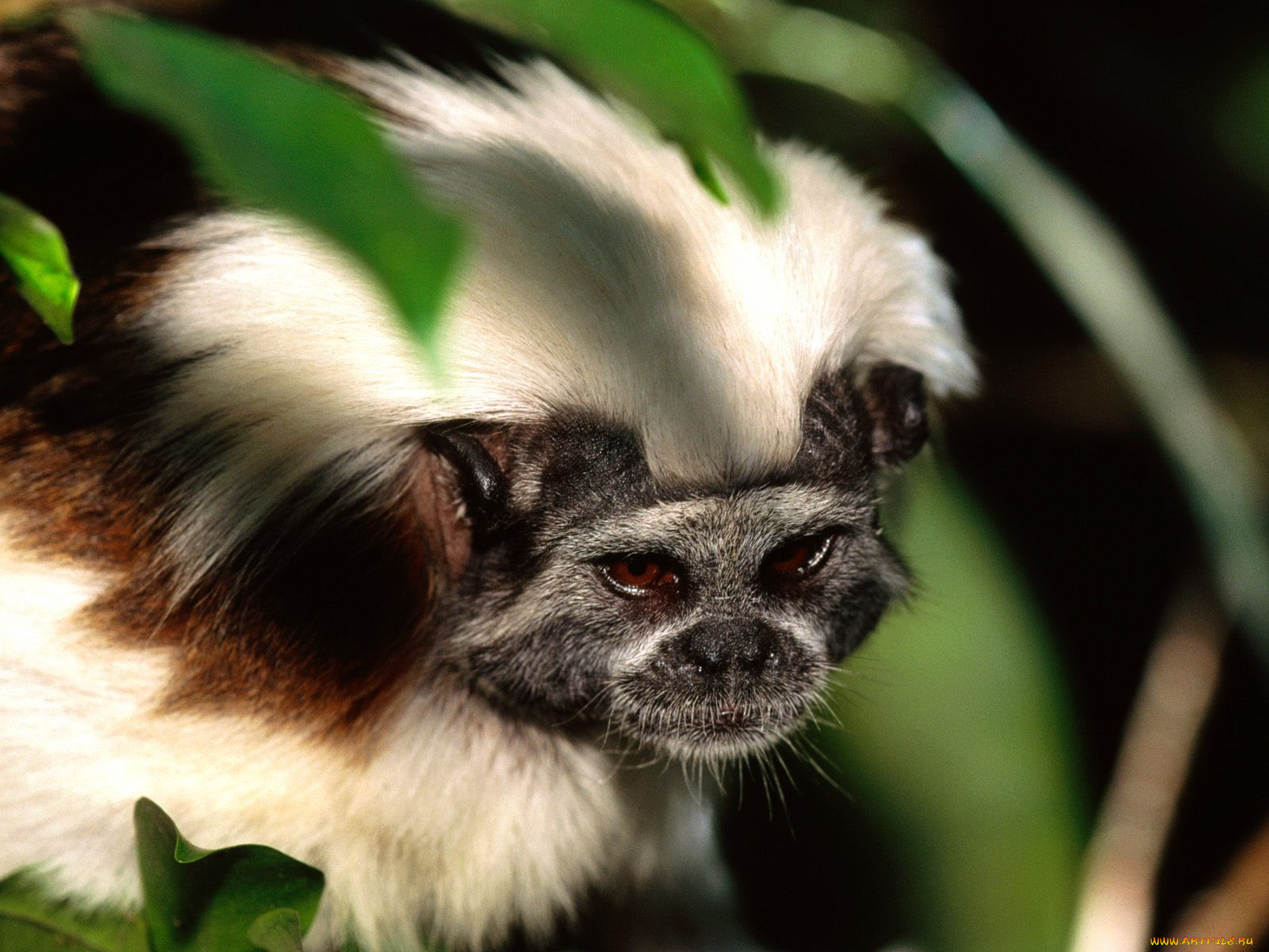 cotton, top, tamarin, , 